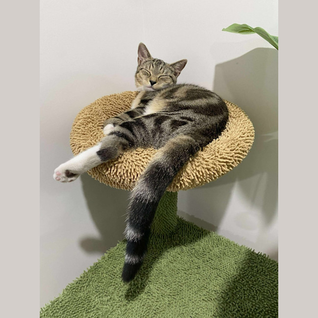 Photo of Willow