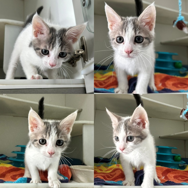 Photo of Cinnamon