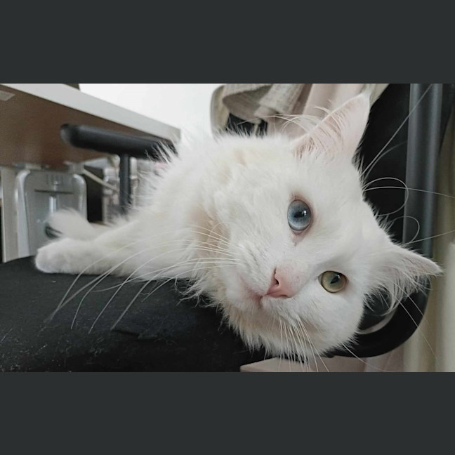 Photo of Purrcy