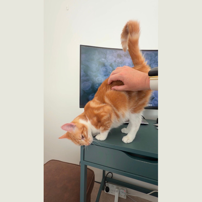 Photo of Mimosa