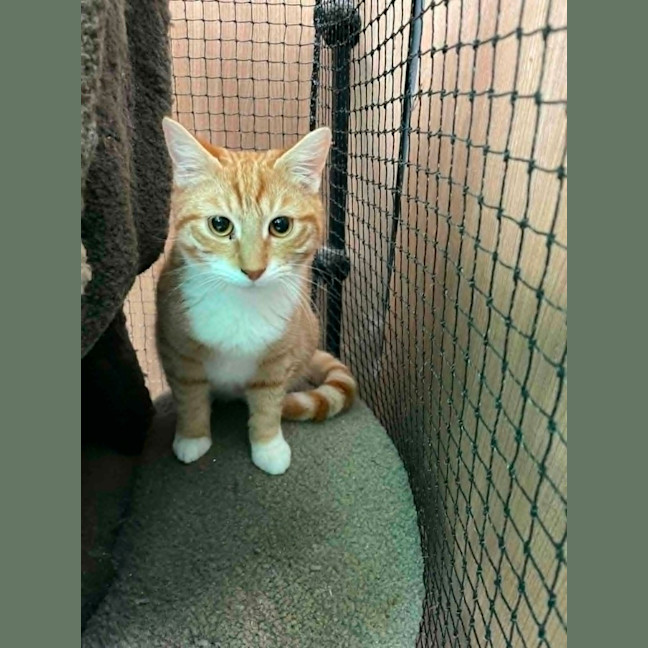 Photo of Ivy ** 2nd Chance Cat Rescue**