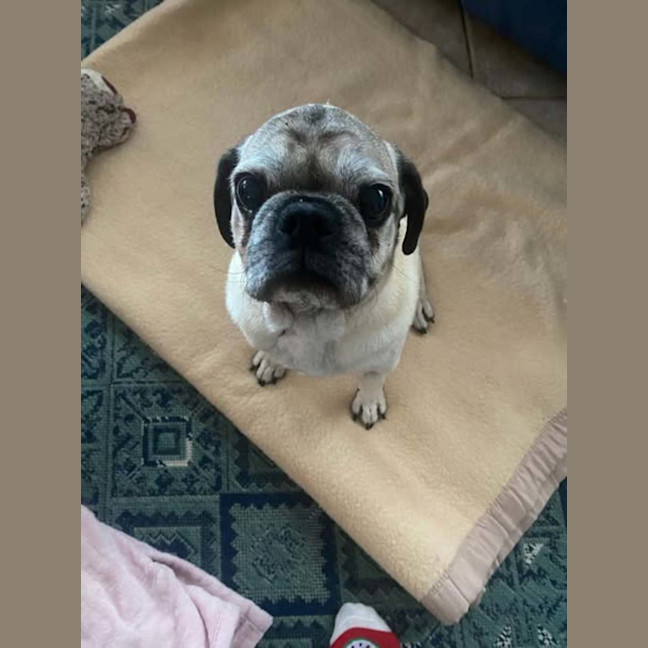 Photo of Digger