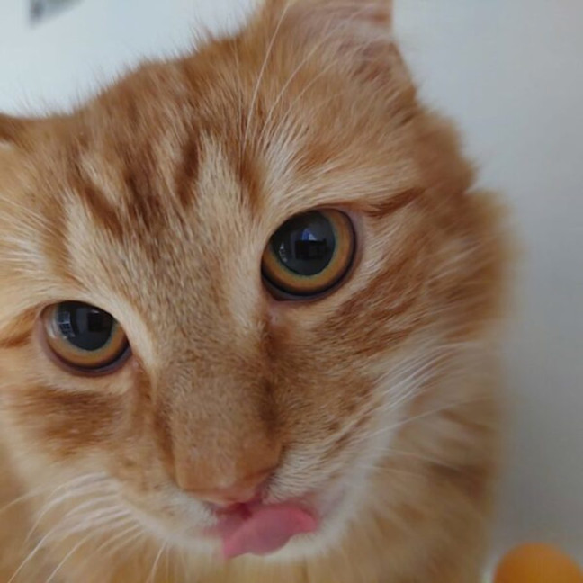 Photo of Sydney And Phoenix