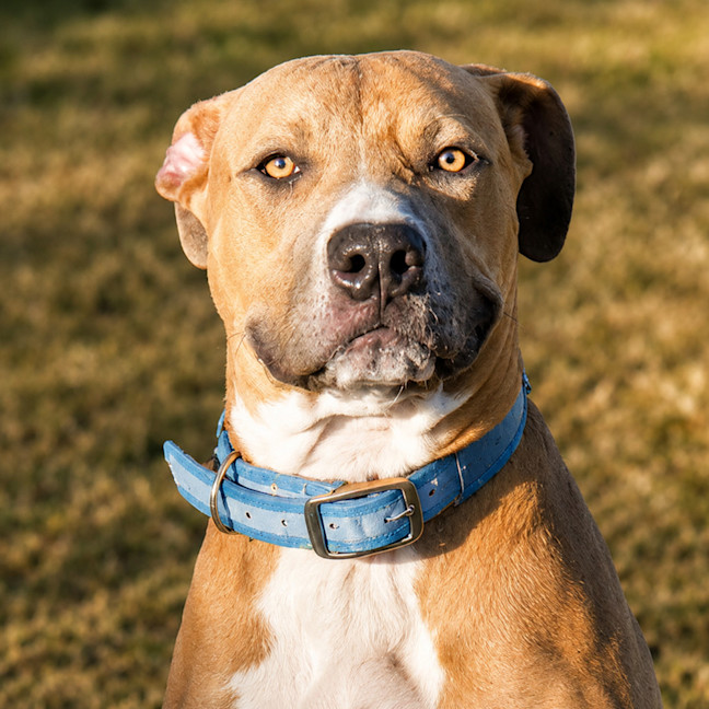Photo of Chance