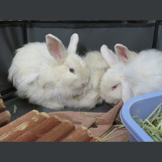 Photo of Chantilly, Ivory & Tibet