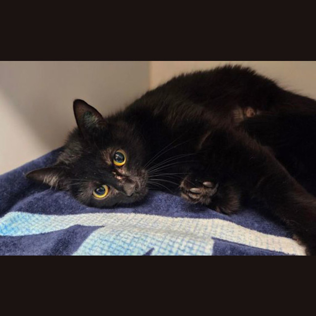 Photo of T'challa