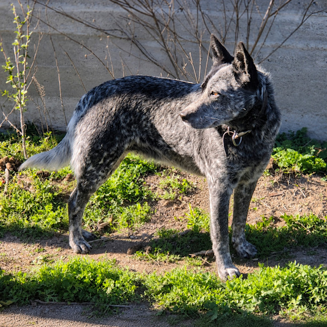 Photo of Dora