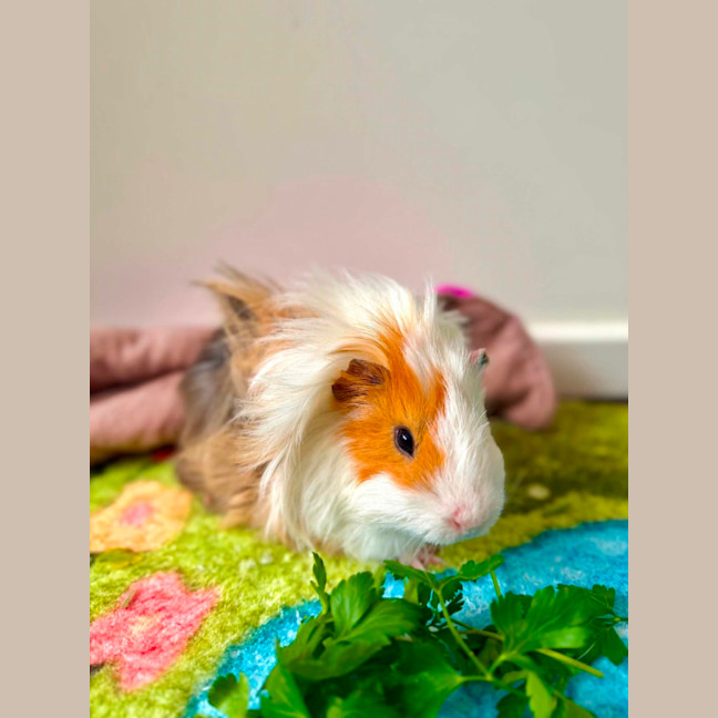 Photo of Leon 