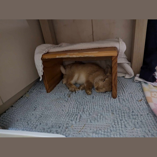 Photo of Xesus Junior 