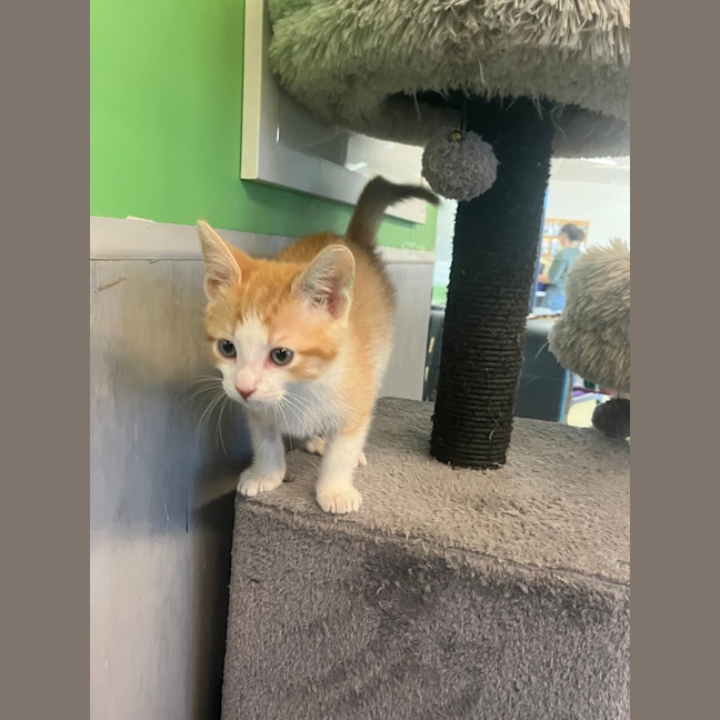 Photo of Captain Nathaniel Flint