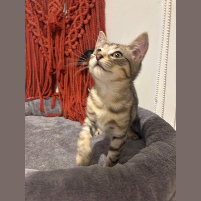 Photo of George Meet Me@Petstock Hastings 8/5