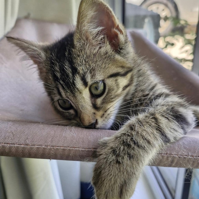 Photo of Eddie 🐾🐅