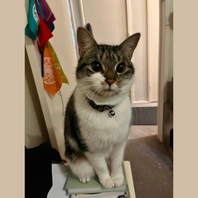 Photo of Bunny *9 Lives Project Rescue*