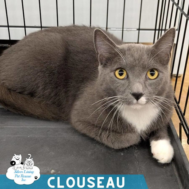 Photo of Clouseau