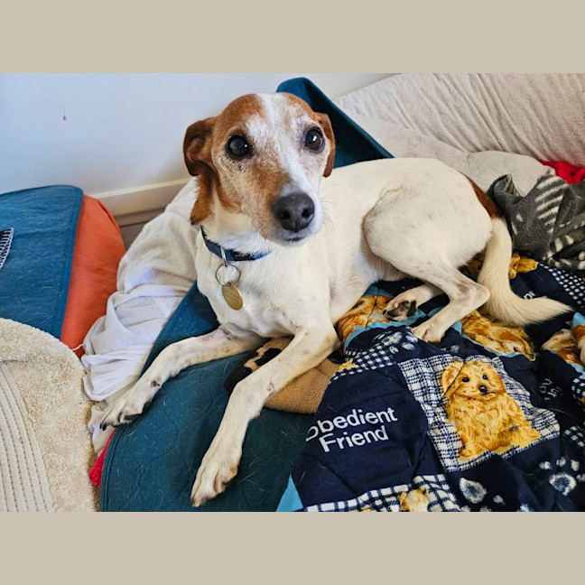 Photo of Abbott & Costello