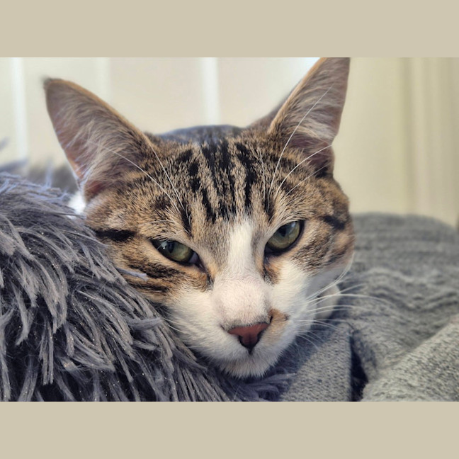 Photo of Flip