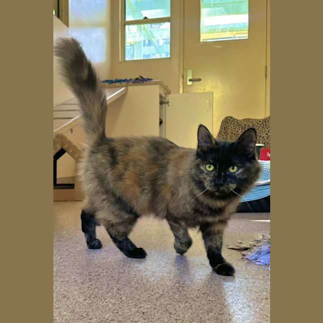 Photo of Zelda