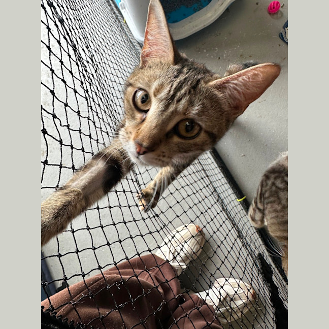 Photo of Luna & Jinx 