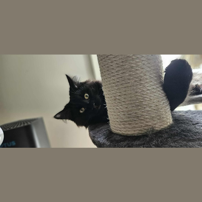 Photo of Onyx *9 Lives Project Rescue*