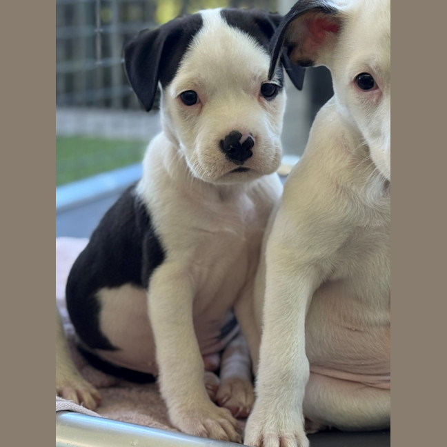 Photo of D1221 Lando