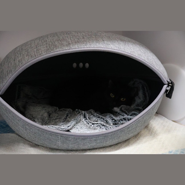Photo of Blueberry