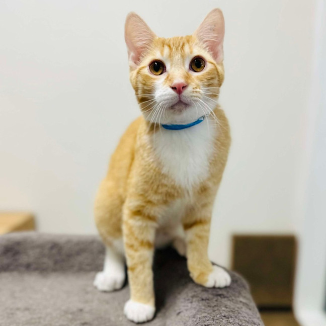 Photo of Scotty   Located In Preston