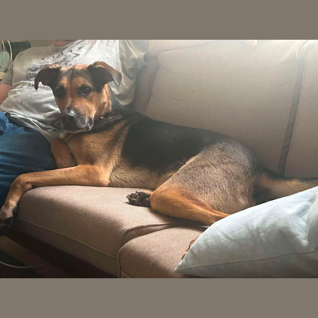 Photo of Doctor Dillamond