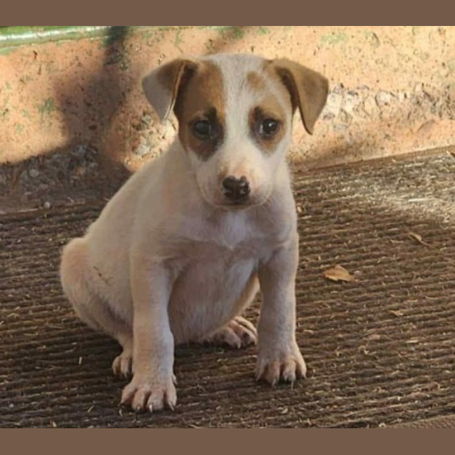 Photo of Maple