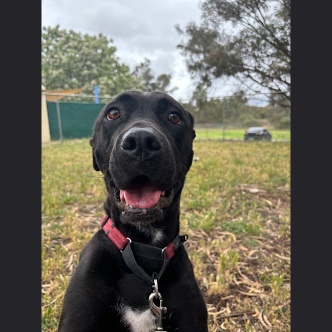 Photo of Taffy