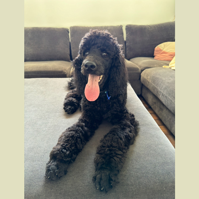 Photo of Humphrey   6 Month Old Poodle