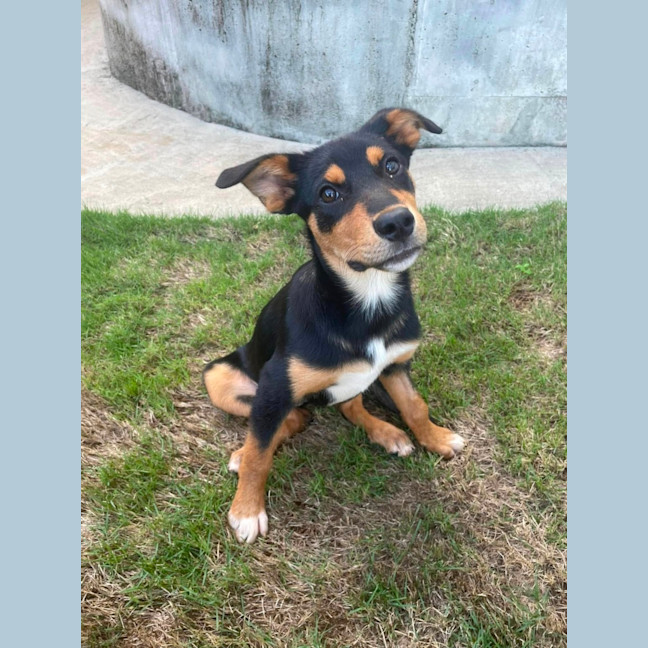 Photo of Coco