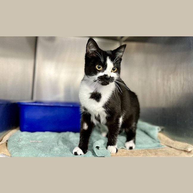 Photo of Beanie 