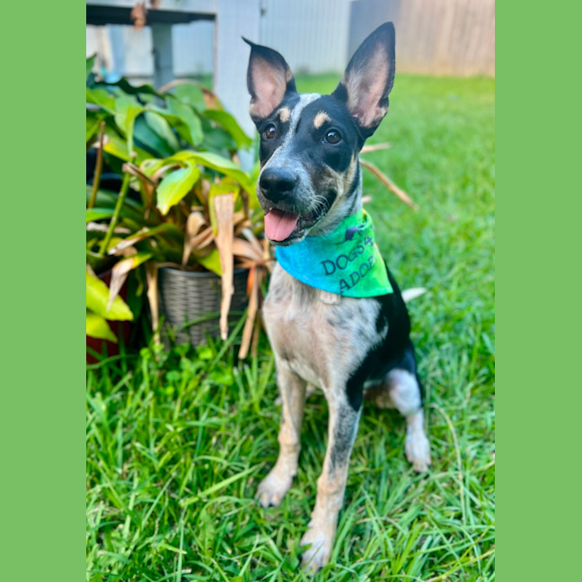 Photo of Tallulah