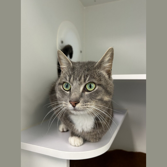 Photo of Merlin