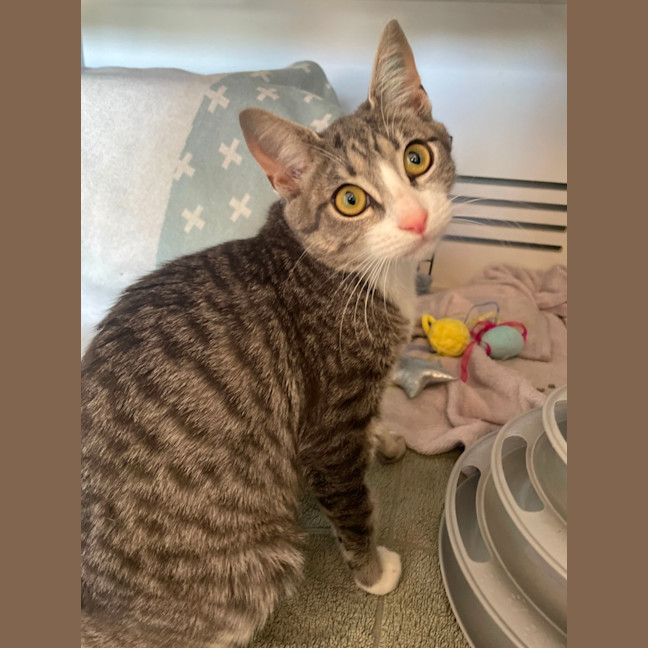 Photo of Adeline *Available At Pet Stock Kingsford*