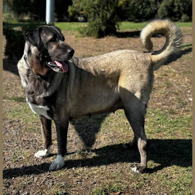 Photo of Lara (60413)