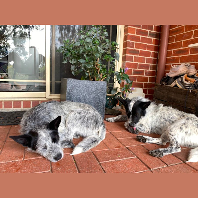 Photo of Benji And Stitch