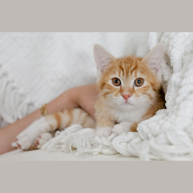 Photo of Dex