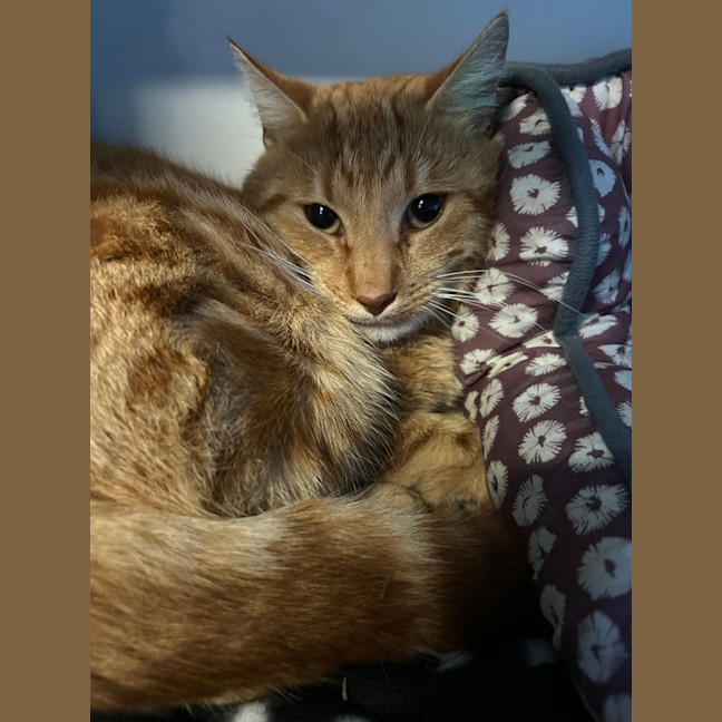 Photo of Fozzie