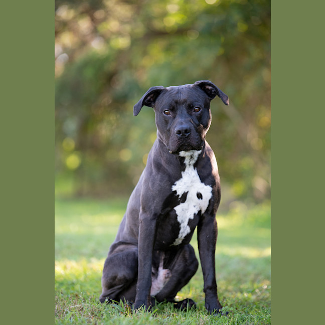 Photo of Bronson