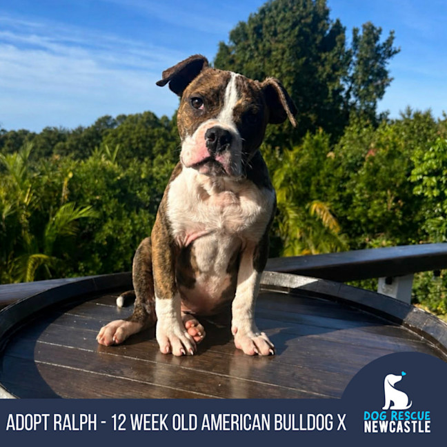 Photo of Ralph   12 Week Old American Bulldog X