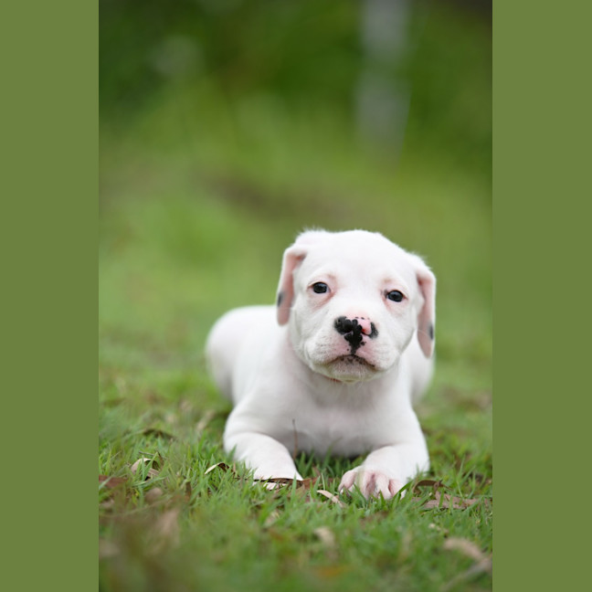 Photo of Hamish