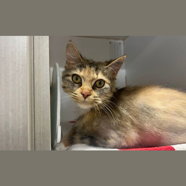 Photo of Lilybell