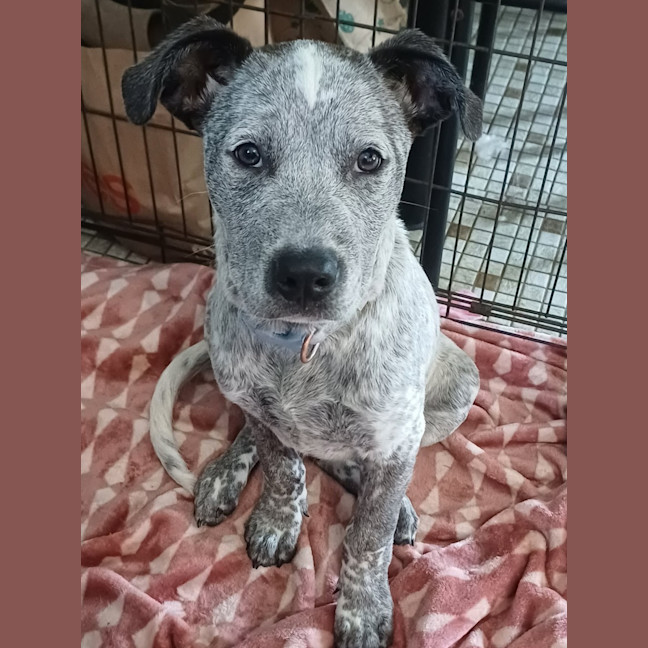 Photo of Diesel 
