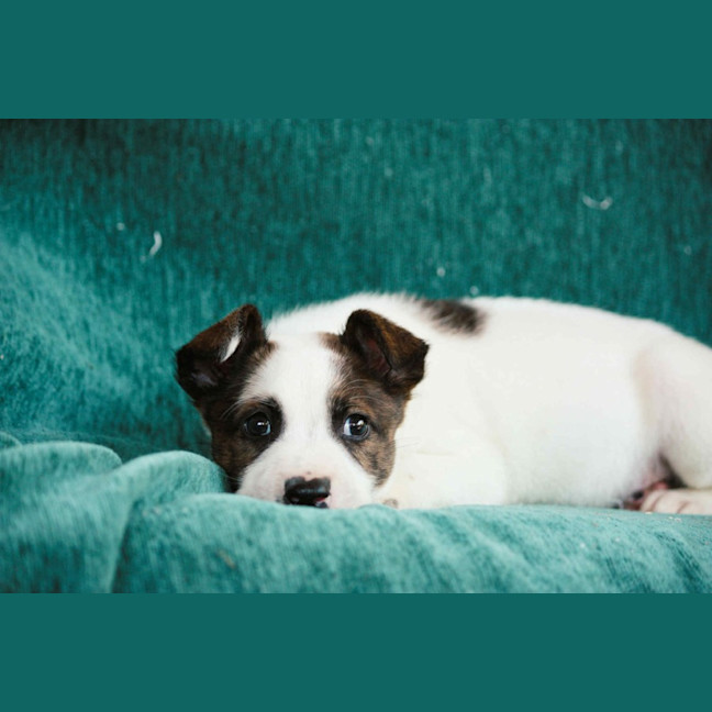 Photo of Maverick