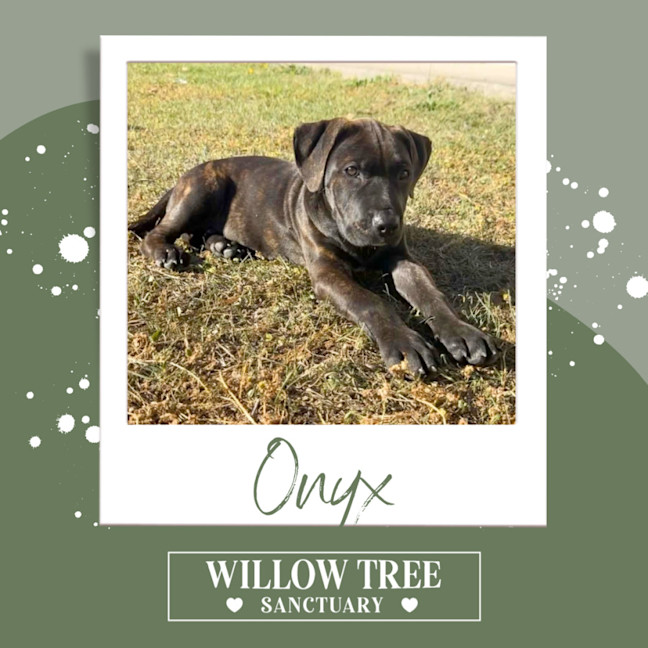 Photo of Onyx