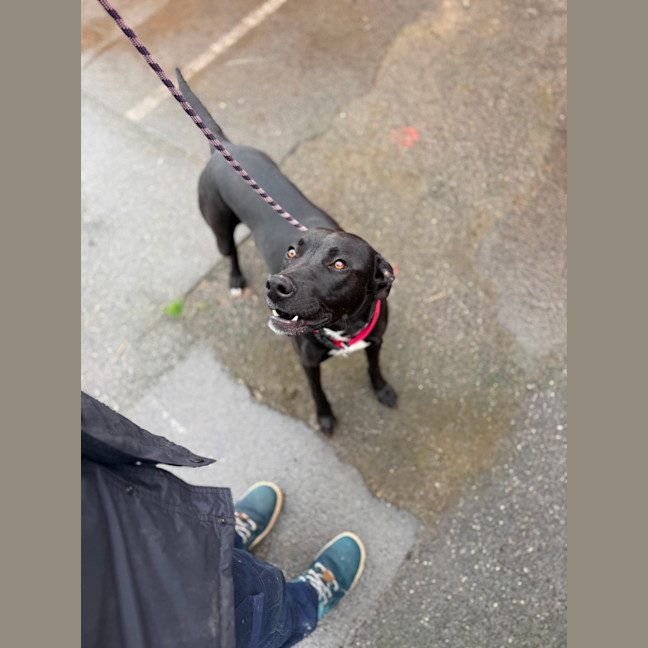 Photo of Bullet