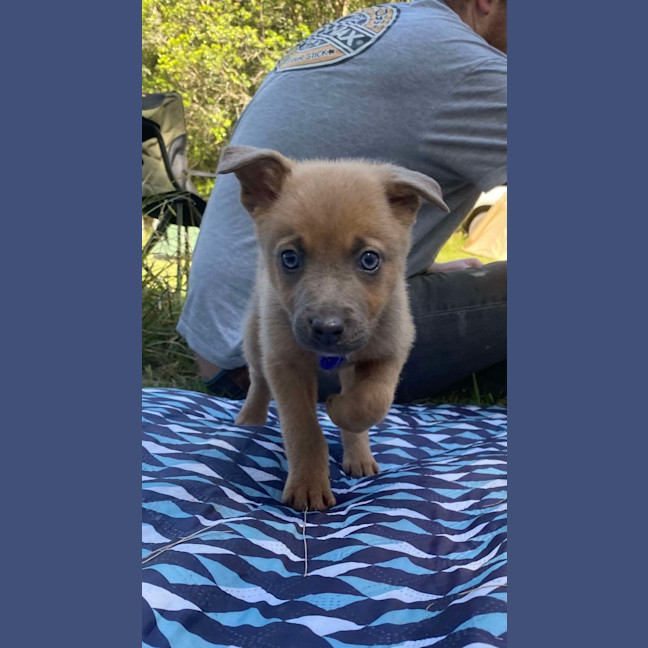 Photo of Chilli   8 Week Old Kelpie X (Trial)
