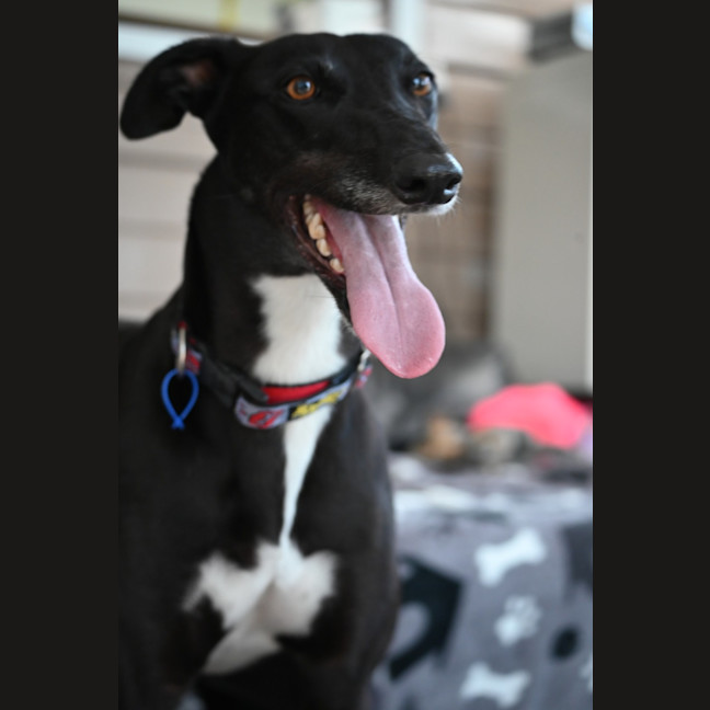 Photo of Lucy   4 Year Old Greyhound