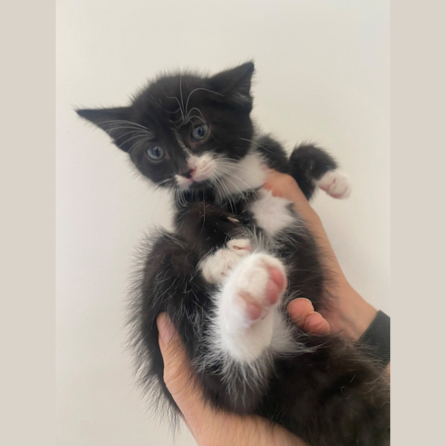 Photo of C1396 Spencer